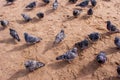 Spring has come, nature comes to life. Pigeons in the city are not afraid of people, and gladly accept food from a person.