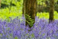 Spring has sprung in the Bluebell wood.