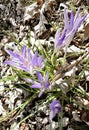 Spring sprung with purple and white crocus flowers