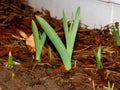 Spring has Sprung! New plants starting to grow! Royalty Free Stock Photo