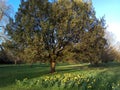 Spring has sprung in this picturesque image of a mature oak tree with daffodils in the foreground Royalty Free Stock Photo