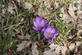 Spring has sprung.. purple crocus flowers bloom Royalty Free Stock Photo