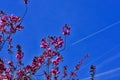 Tree blossoms and blue sky