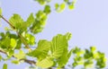 Spring Hazel or Elm leaves