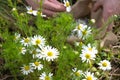 Spring healing chamomile in a bag