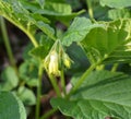 In spring, heart-shaped comfrey, (symphytum cordatum) grows in the forest Royalty Free Stock Photo