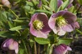 Spring Hellebore and Ladybird Royalty Free Stock Photo