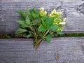 Spring herbs as posy.