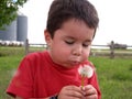 Young Boy Blowing a Dandelion