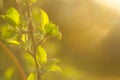 Spring is here. Bright rays of the setting sun on the background of blurred first greens with bright artifacts. Nature wakes up, d Royalty Free Stock Photo