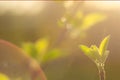 Spring is here. Bright rays of the setting sun on the background of blurred first greens with bright artifacts. Nature wakes up, d Royalty Free Stock Photo