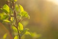 Spring is here. Bright rays of the setting sun on the background of blurred first greens with bright artifacts. Nature wakes up, d Royalty Free Stock Photo