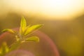 Spring is here. Bright rays of the setting sun on the background of blurred first greens with bright artifacts. Nature wakes up, d Royalty Free Stock Photo