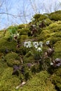 Spring is here at Niagara Glen, natural rock formation Royalty Free Stock Photo