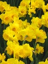 Spring Daffodils in a tight Grouping