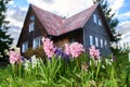 Spring hiacinth flowers growing in front of country house outdoors Royalty Free Stock Photo