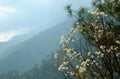 Spring in the Himalayas Royalty Free Stock Photo