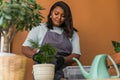Spring hobby diversity african american woman transplanting in flower pot houseplant with dirt or soil at home