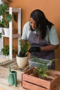 Spring hobby happy african american woman transplanting in flower pot houseplant with dirt or soil at home. Gardening