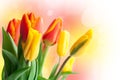 Spring Holiday Card. Yellow and Red Tulips