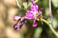 Spring Honey bee collect pollen over violet flower,pollination ecosystem