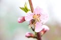 Spring. A honey bee sat on a pink apple flower on a branch, pollinates the blossoms and collects nectar Royalty Free Stock Photo