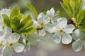 Spring, Honeybee Apis mellifera on the flourishing fruit tree