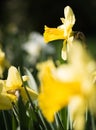 Spring hope. Flowering narcissus plants. Daffodil flowers on sunny day. Blossoming flowers on spring field. Yellow