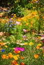 Spring of hope in variety of colorful wildflowers on bright summer day with joyous life and hope