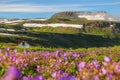 Spring in Hornstrandir, one of the biggest wildreness in Europe.