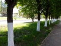 Spring horse chestnut trees standing in a line Royalty Free Stock Photo