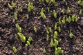 Spring. Hosta is a genus of plants commonly known as hostas, plantain lilies in Britain and occasionally by the Japanese name