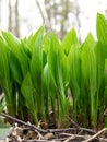 Spring Hostas