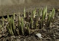 Spring Hostas in a garden Royalty Free Stock Photo