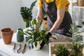 Spring houseplant care, close-up repotting houseplants. Waking up indoor plants for spring. Middle aged woman is