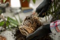 Spring Houseplant Care. Man repotting houseplants and transplanting plant into new pot at home. Royalty Free Stock Photo