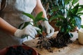 Spring Houseplant Care, repotting houseplants. Waking Up Indoor Plants for Spring. Woman is transplanting plant into new