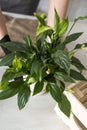 Close-up Spring houseplant care, close-up repotting houseplants. Waking up indoor plants for spring. Middle aged woman