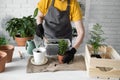 Close-up spring houseplant care, repotting houseplants. Waking up indoor plants for spring. Middle aged woman is