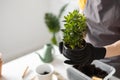 Close-up spring houseplant care, repotting houseplants. Waking up indoor plants for spring copy space. Female is