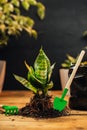 Spring Houseplant Care, repotting houseplants. Waking Up Indoor Plants for Spring. transplanting plant into new pot at Royalty Free Stock Photo