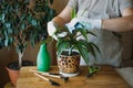 Spring Houseplant Care, Waking Up Indoor Plants for Spring. Female hands spray and washes the leaves of Dracaena