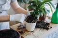 Spring Houseplant Care, Waking Up Indoor Plants for Spring. Woman is transplanting plant into new pot at home. Gardener