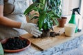 Spring Houseplant Care, Waking Up Indoor Plants for Spring. Woman is transplanting plant into new pot at home. Gardener