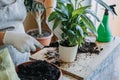 Spring Houseplant Care, Waking Up Indoor Plants for Spring. Woman is transplanting plant into new pot at home. Gardener