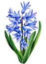 Spring hyacinth flower on isolated white background, watercolor illustration, botanical painting