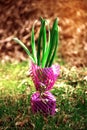 A spring hyacinth flower in a purple gift box stands on the grass in the open-air garden. Seedlings of flowers Royalty Free Stock Photo