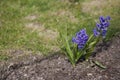 Spring hyacinth growing in the garden in close-up among green leaves Royalty Free Stock Photo