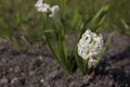 Spring hyacinth growing in the garden in close-up among green leaves Royalty Free Stock Photo