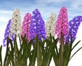Spring Hyacinthe. Royalty Free Stock Photo